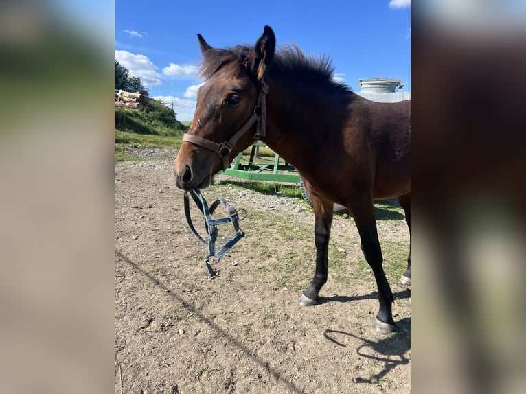 Cheval de trait Croisé Étalon Poulain (03/2025) 155 cm Bai in Drebach