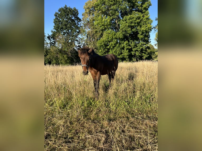 Cheval de trait Croisé Étalon Poulain (03/2025) 155 cm Bai in Drebach