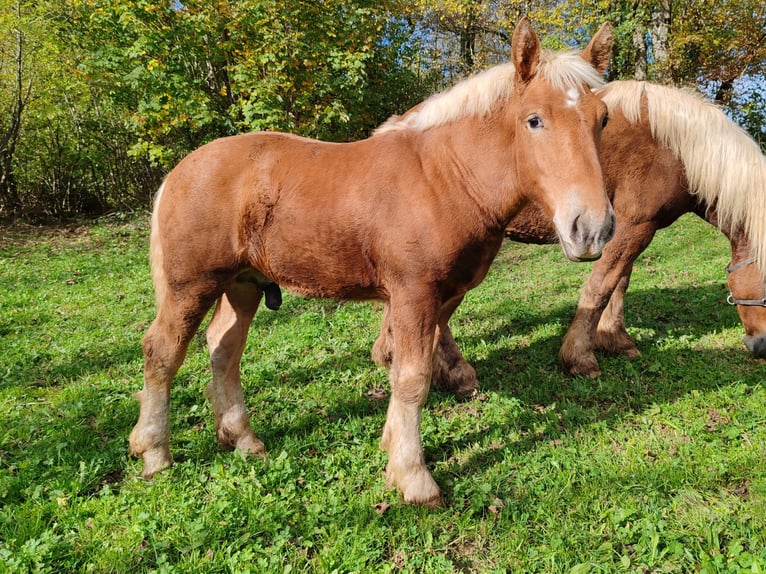 Cheval de trait Étalon Poulain (05/2024) Alezan in Mont De Vougney