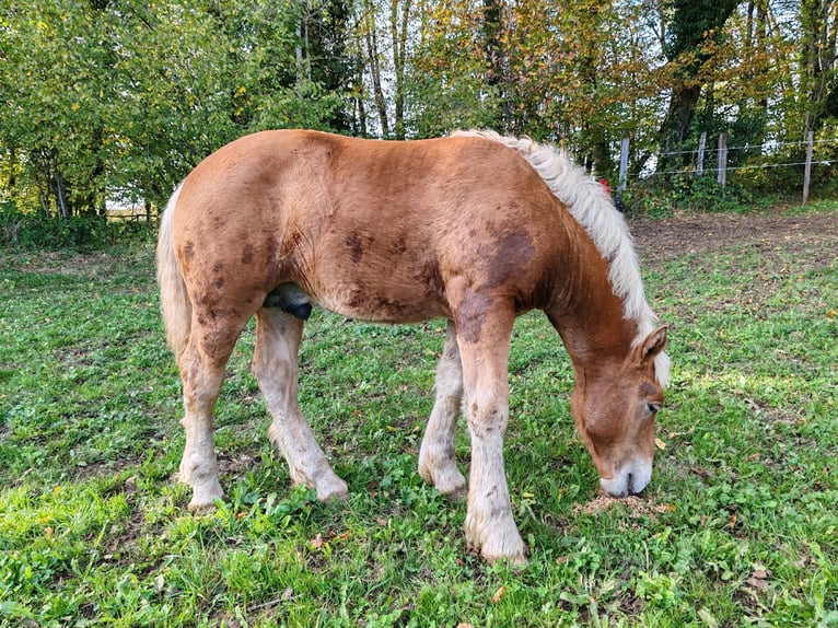 Cheval de trait Étalon Poulain (05/2024) Alezan in Mont De Vougney