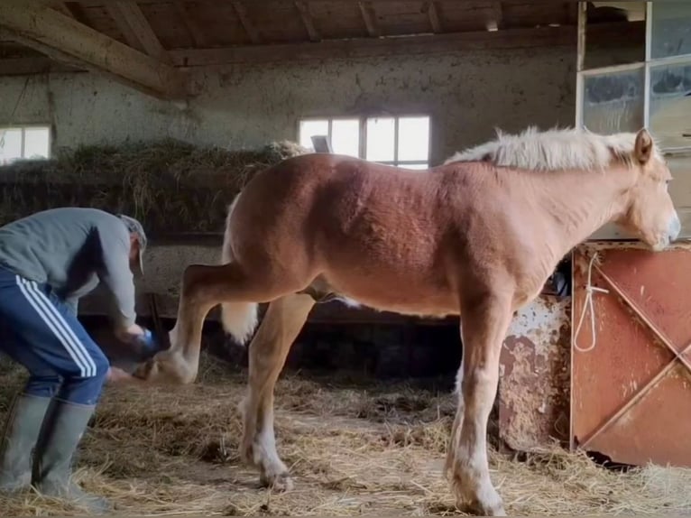 Cheval de trait Étalon Poulain (05/2024) Alezan in Mont De Vougney