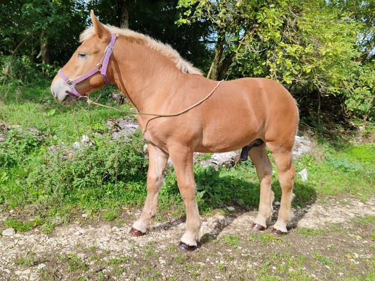 Cheval de trait Étalon Poulain (05/2024) Alezan in Mont De Vougney