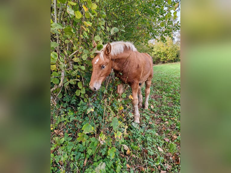 Cheval de trait Étalon Poulain (05/2024) Alezan in Mont De Vougney