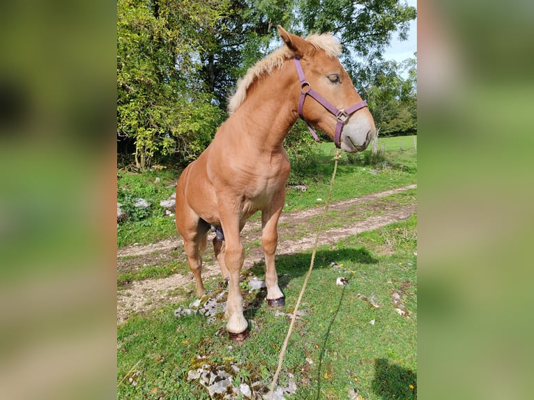 Cheval de trait Étalon Poulain (05/2024) Alezan in Mont De Vougney