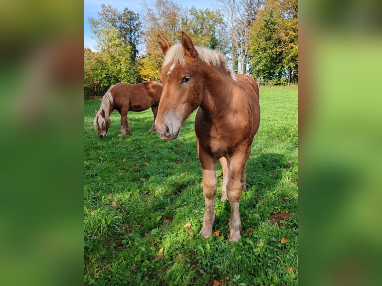 Cheval de trait Étalon Poulain (05/2024) Alezan in Mont De Vougney