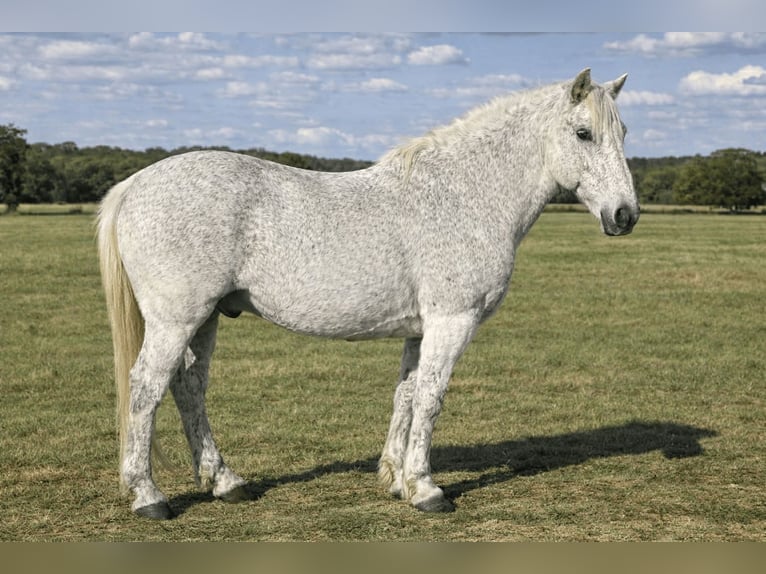 Cheval de trait Croisé Hongre 10 Ans 152 cm Gris in Canyon