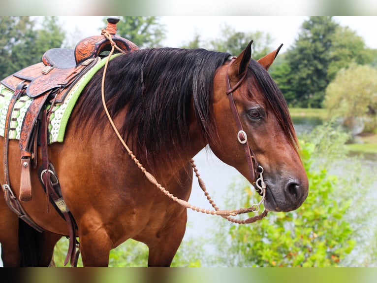 Cheval de trait Croisé Hongre 10 Ans 155 cm Bai cerise in Robards