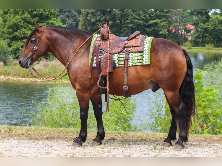 Cheval de trait Croisé Hongre 10 Ans 155 cm Bai cerise in Robards