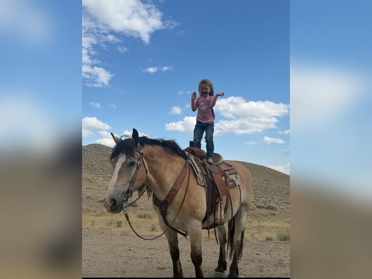 Cheval de trait Croisé Hongre 10 Ans 155 cm Buckskin in Cody