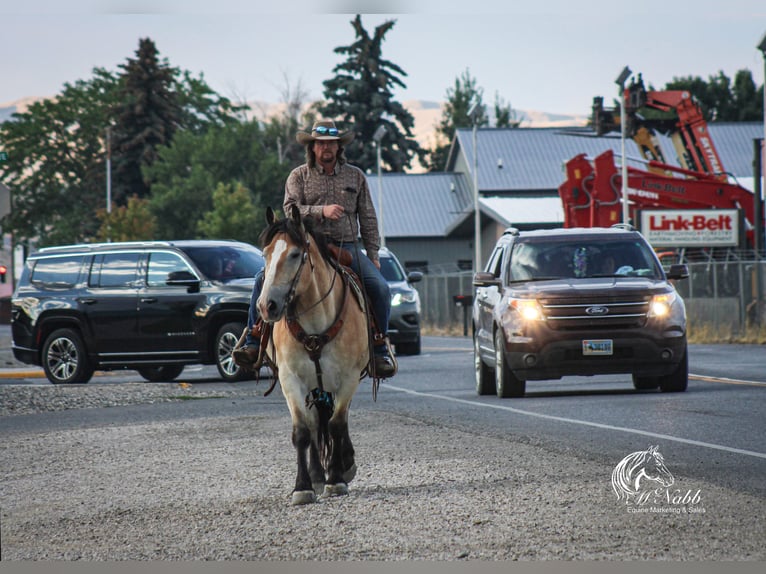 Cheval de trait Croisé Hongre 10 Ans 155 cm Buckskin in Cody