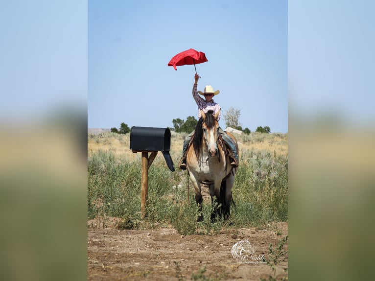 Cheval de trait Croisé Hongre 10 Ans 155 cm Buckskin in Cody