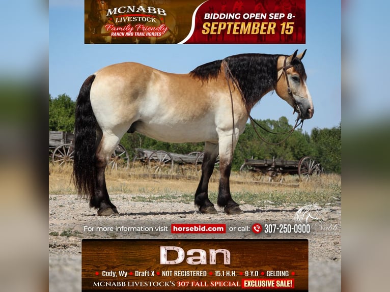 Cheval de trait Croisé Hongre 10 Ans 155 cm Buckskin in Cody