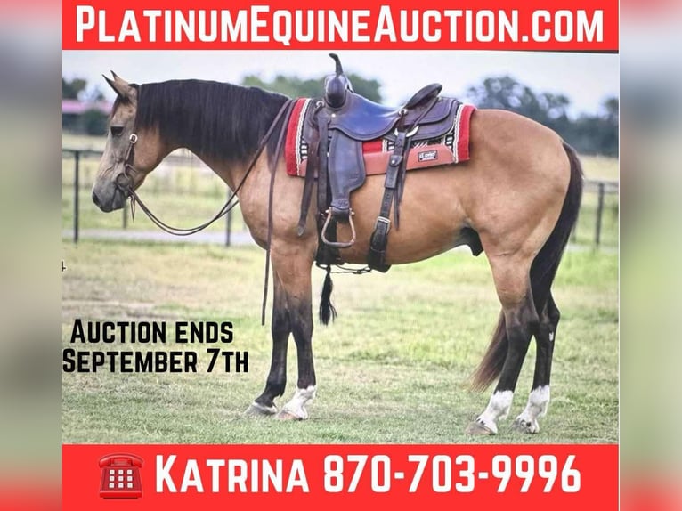 Cheval de trait Hongre 10 Ans 155 cm Buckskin in Arkadelphia, AR