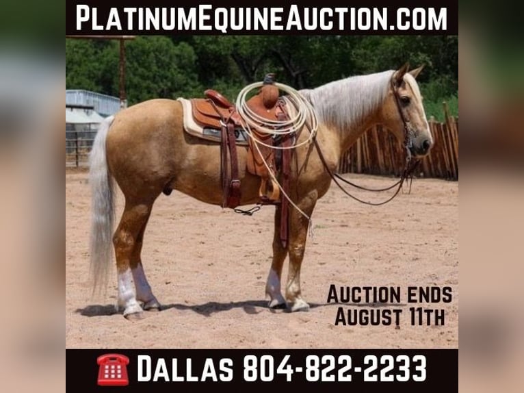 Cheval de trait Hongre 10 Ans 155 cm Palomino in Camp Verde AZ