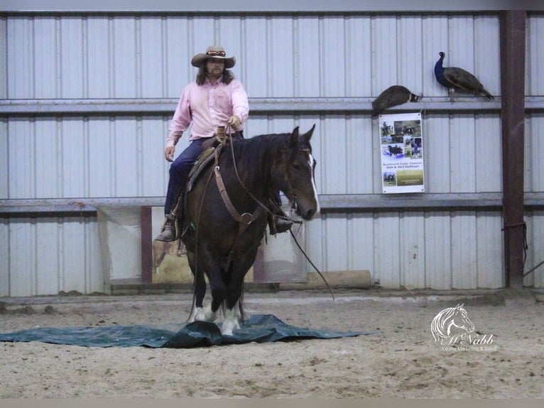 Cheval de trait Croisé Hongre 10 Ans 157 cm Bai cerise in Cody