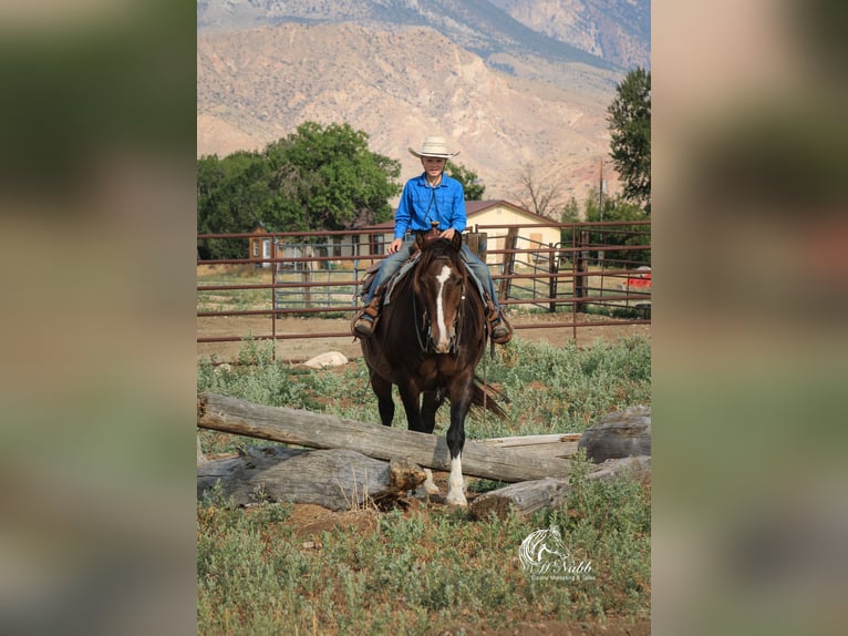 Cheval de trait Croisé Hongre 10 Ans 157 cm Bai cerise in Cody