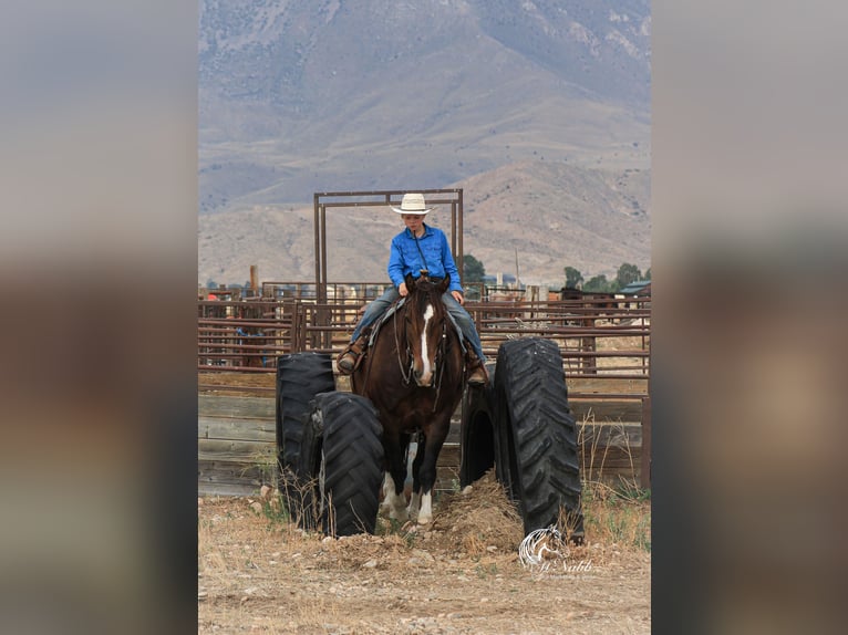 Cheval de trait Croisé Hongre 10 Ans 157 cm Bai cerise in Cody