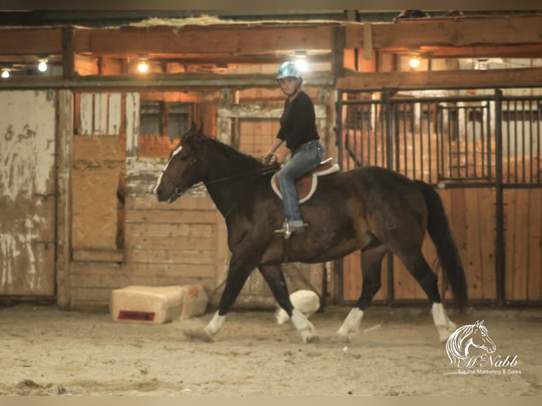 Cheval de trait Croisé Hongre 10 Ans 157 cm Bai cerise in Cody