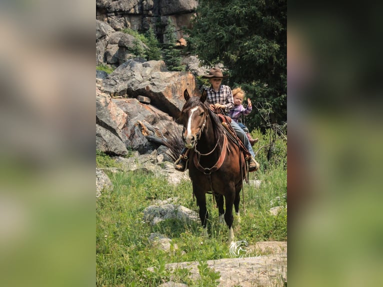 Cheval de trait Croisé Hongre 10 Ans 157 cm Bai cerise in Cody