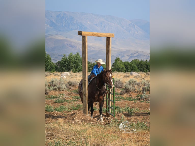 Cheval de trait Croisé Hongre 10 Ans 157 cm Bai cerise in Cody