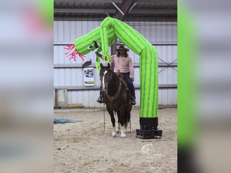 Cheval de trait Croisé Hongre 10 Ans 157 cm Bai cerise in Cody