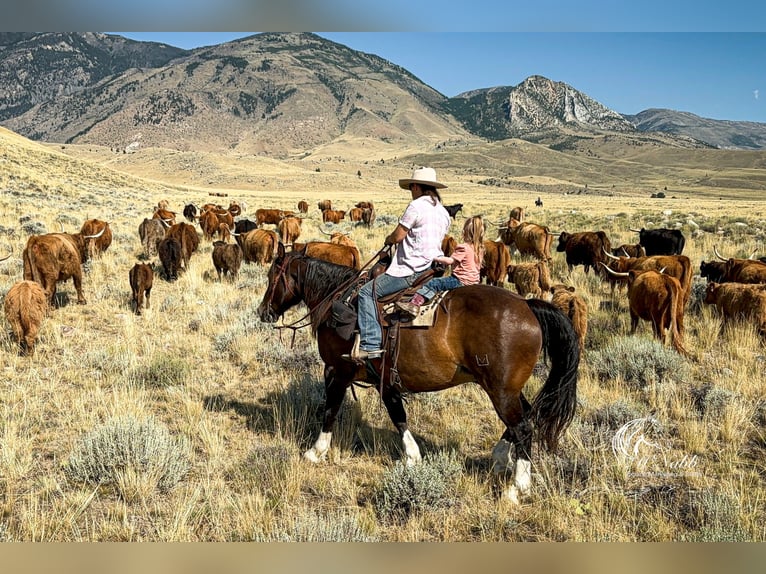 Cheval de trait Croisé Hongre 10 Ans 157 cm Bai cerise in Cody