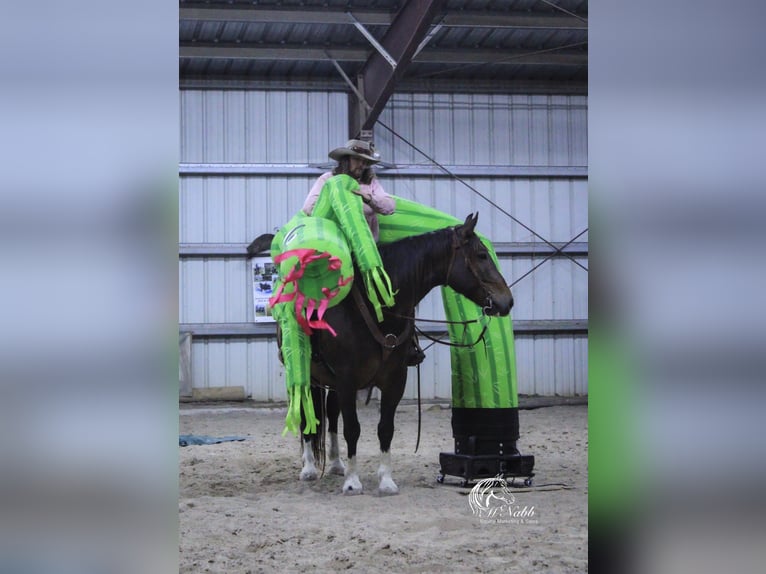 Cheval de trait Croisé Hongre 10 Ans 157 cm Bai cerise in Cody