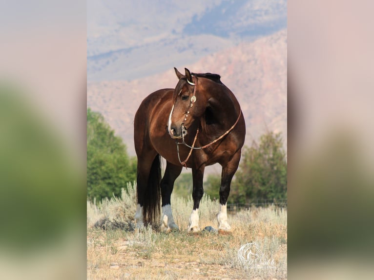 Cheval de trait Croisé Hongre 10 Ans 157 cm Bai cerise in Cody