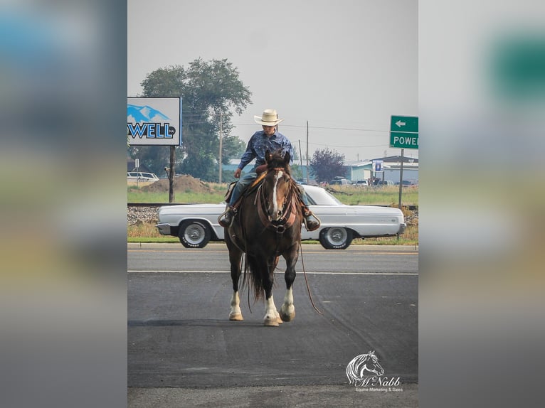 Cheval de trait Croisé Hongre 10 Ans 157 cm Bai cerise in Cody