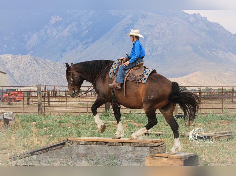 Cheval de trait Croisé Hongre 10 Ans 157 cm Bai cerise in Cody