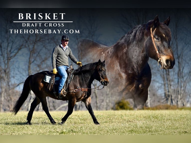 Cheval de trait Croisé Hongre 10 Ans 160 cm Bai cerise in Somerset, KY