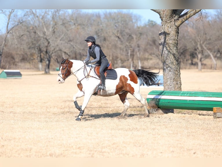 Cheval de trait Croisé Hongre 10 Ans 160 cm Pinto in Forney
