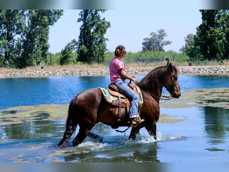 Cheval de trait Hongre 10 Ans 163 cm Bai cerise in Pleasant Grove MO