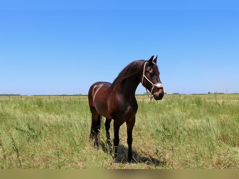 Cheval de trait Hongre 10 Ans 163 cm Bai cerise in Pleasant Grove MO