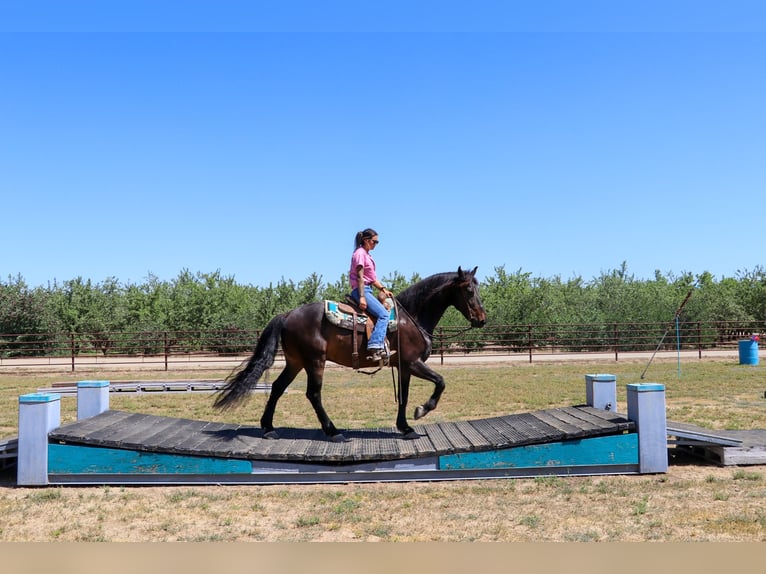 Cheval de trait Hongre 10 Ans 163 cm Bai cerise in Pleasant Grove MO