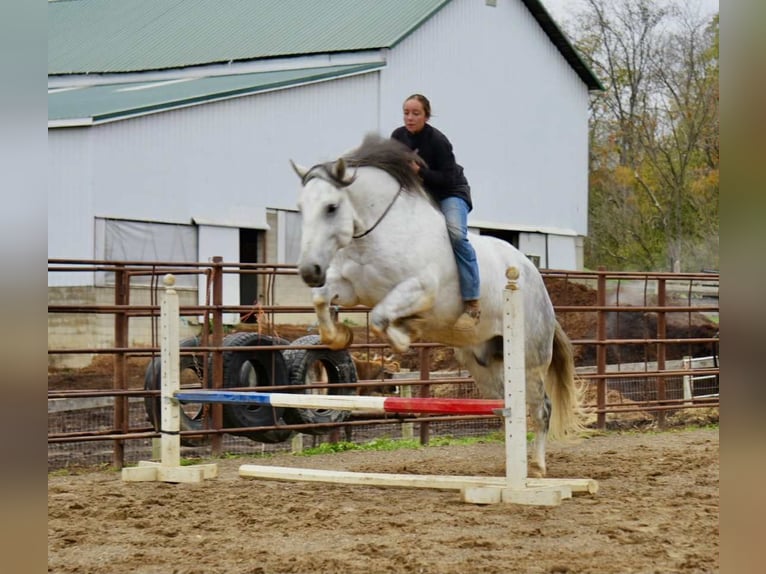 Cheval de trait Croisé Hongre 10 Ans 163 cm Gris in Fresno