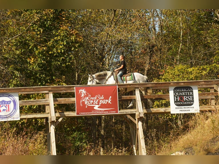 Cheval de trait Croisé Hongre 10 Ans 163 cm Gris in Fresno