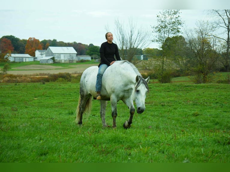 Cheval de trait Croisé Hongre 10 Ans 163 cm Gris in Fresno