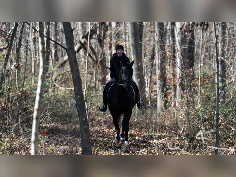 Cheval de trait Croisé Hongre 10 Ans 163 cm Noir in Fredericksburg
