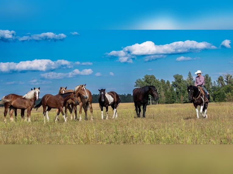 Cheval de trait Hongre 10 Ans 163 cm Tobiano-toutes couleurs in NEvis Mn