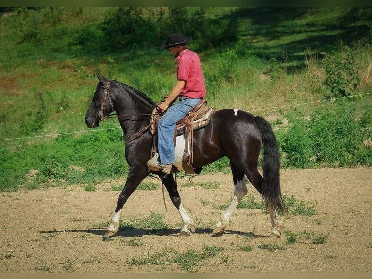 Cheval de trait Hongre 10 Ans 163 cm Tobiano-toutes couleurs in Millersburg OH