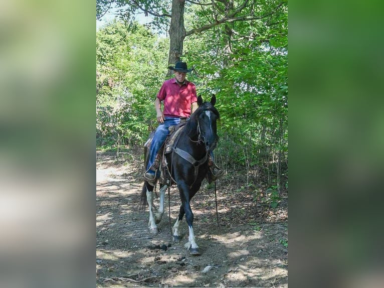 Cheval de trait Hongre 10 Ans 163 cm Tobiano-toutes couleurs in Millersburg OH