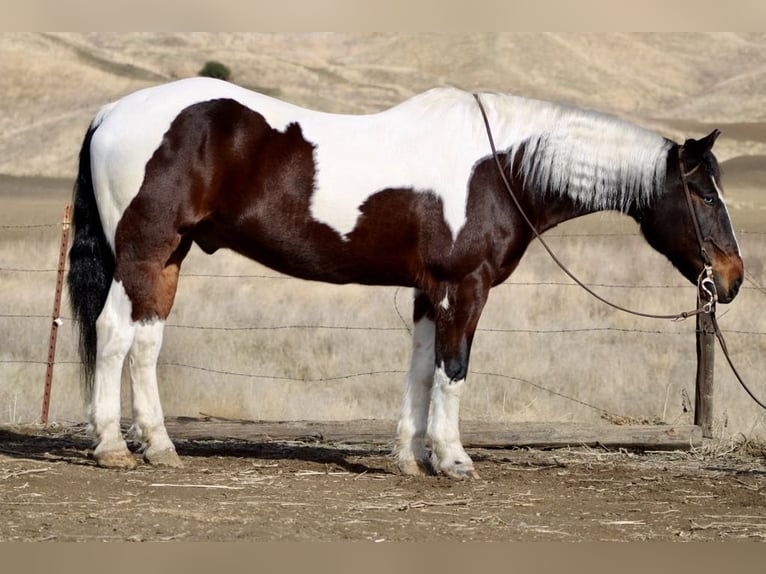 Cheval de trait Hongre 10 Ans 163 cm Tobiano-toutes couleurs in Paicines Tobiano