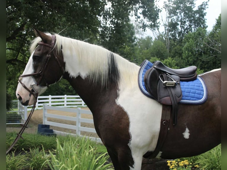 Cheval de trait Hongre 10 Ans 168 cm Tobiano-toutes couleurs in Allentown