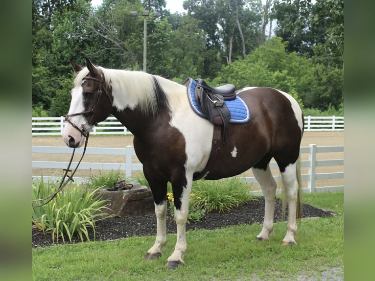 Cheval de trait Hongre 10 Ans 168 cm Tobiano-toutes couleurs in Allentown