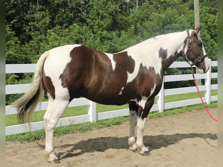 Cheval de trait Hongre 10 Ans 168 cm Tobiano-toutes couleurs in Allentown