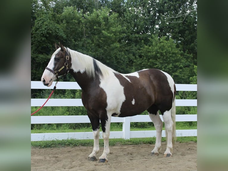 Cheval de trait Hongre 10 Ans 168 cm Tobiano-toutes couleurs in Allentown
