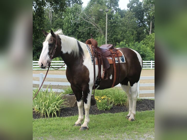 Cheval de trait Hongre 10 Ans 168 cm Tobiano-toutes couleurs in Allentown