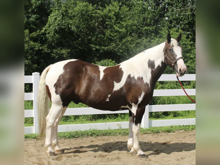 Cheval de trait Hongre 10 Ans 168 cm Tobiano-toutes couleurs in Allentown