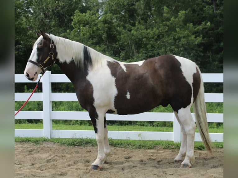 Cheval de trait Hongre 10 Ans 168 cm Tobiano-toutes couleurs in Allentown